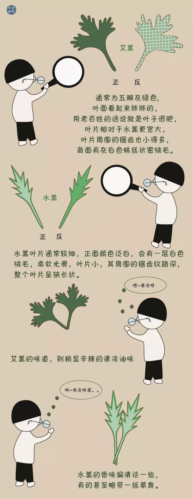 端午到，艾蒿你了解吗？