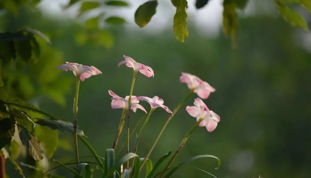 李辛：一个中医眼中的抑郁症