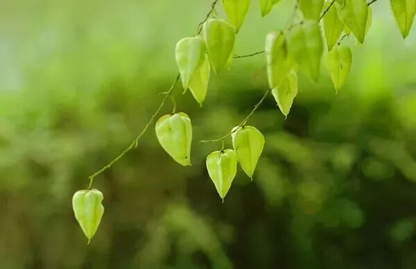 李辛：一个中医眼中的抑郁症