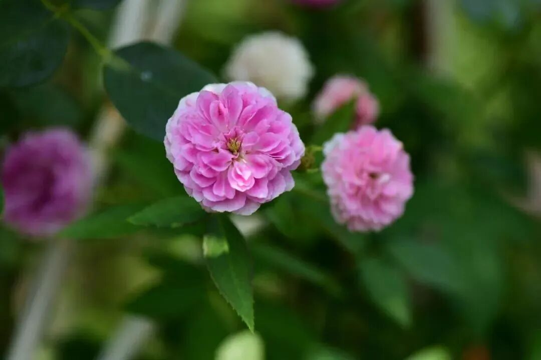 李辛：一个中医眼中的抑郁症