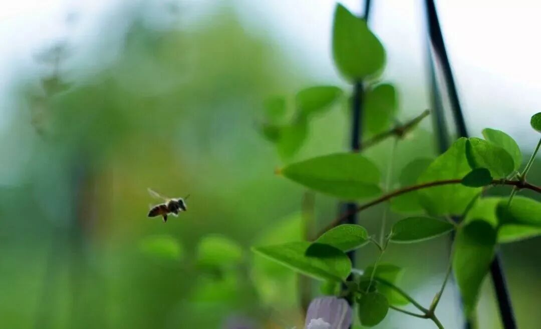 李辛：一个中医眼中的抑郁症