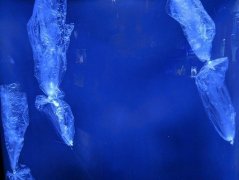 新型无害“塑料”将走进千家万户