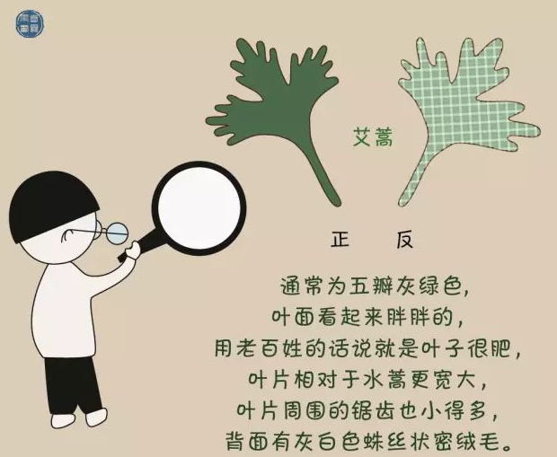 端午到，艾蒿你了解吗？